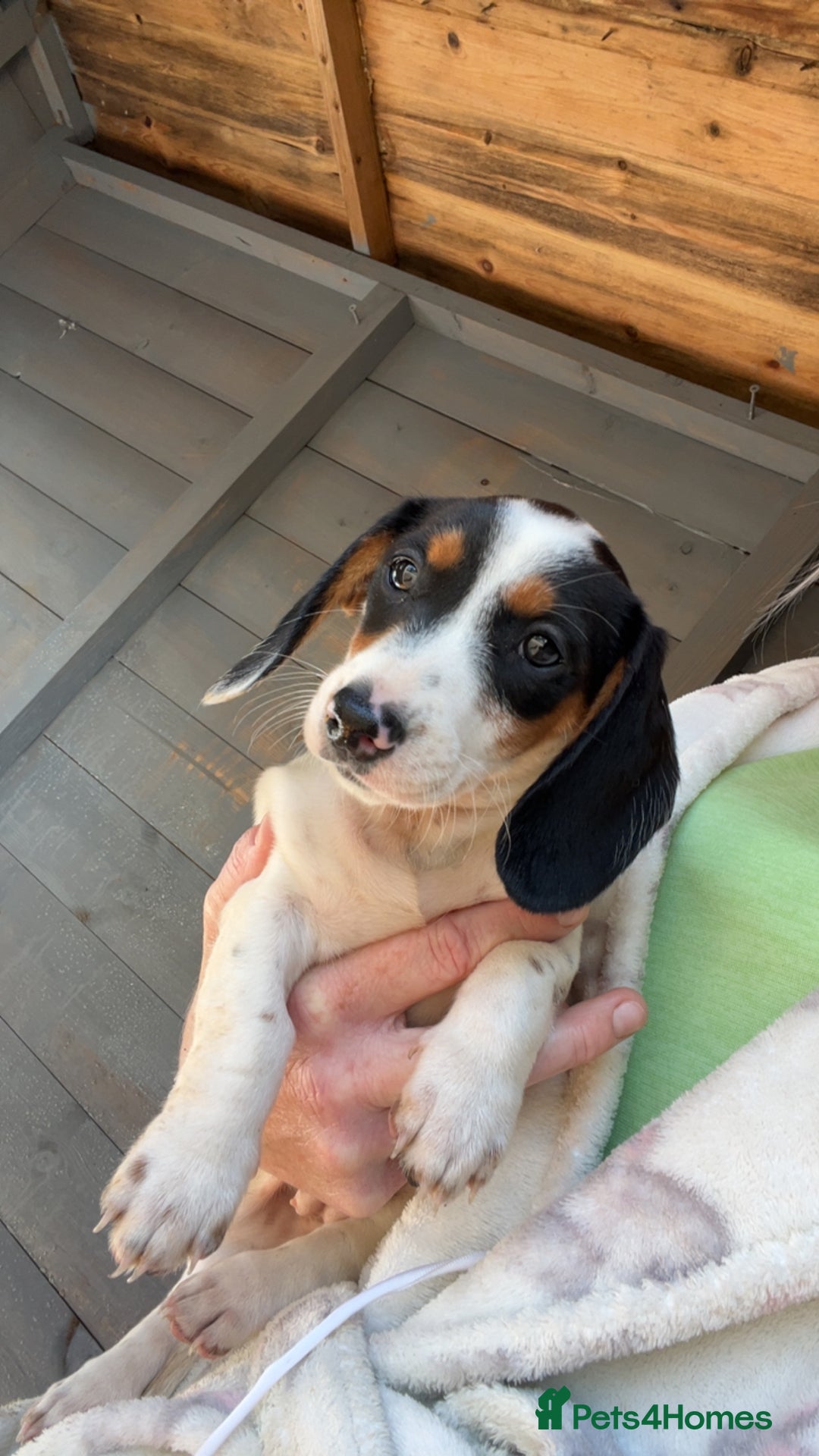 Dachshund dogs for sale: Dachshund puppie - Image 3