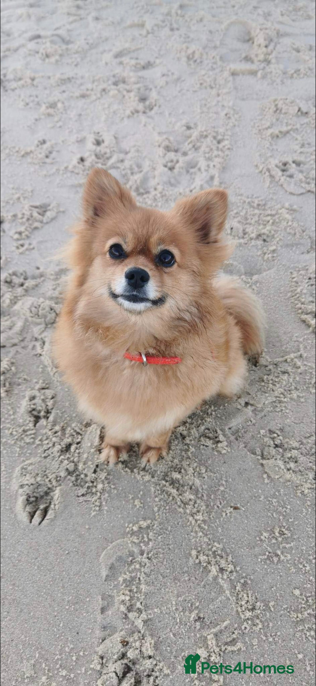 German Spitz dogs for sale: German spitz - Advert 2