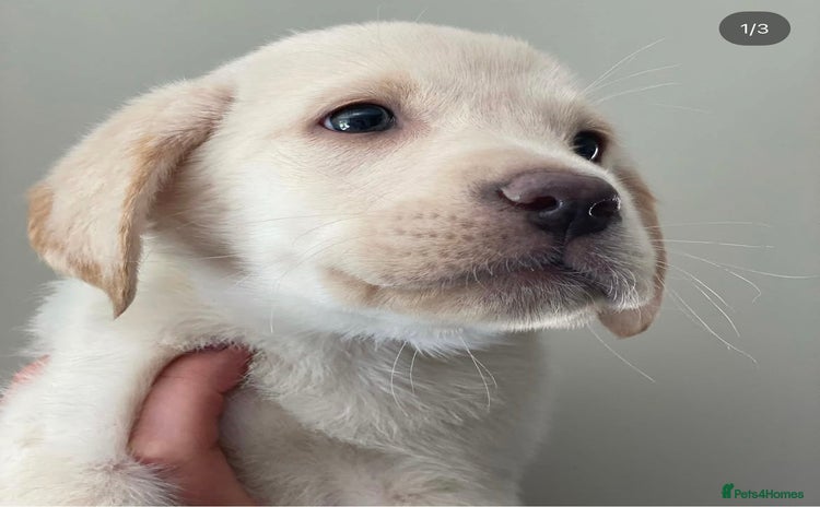 Labrador Retriever dogs - Advert 11