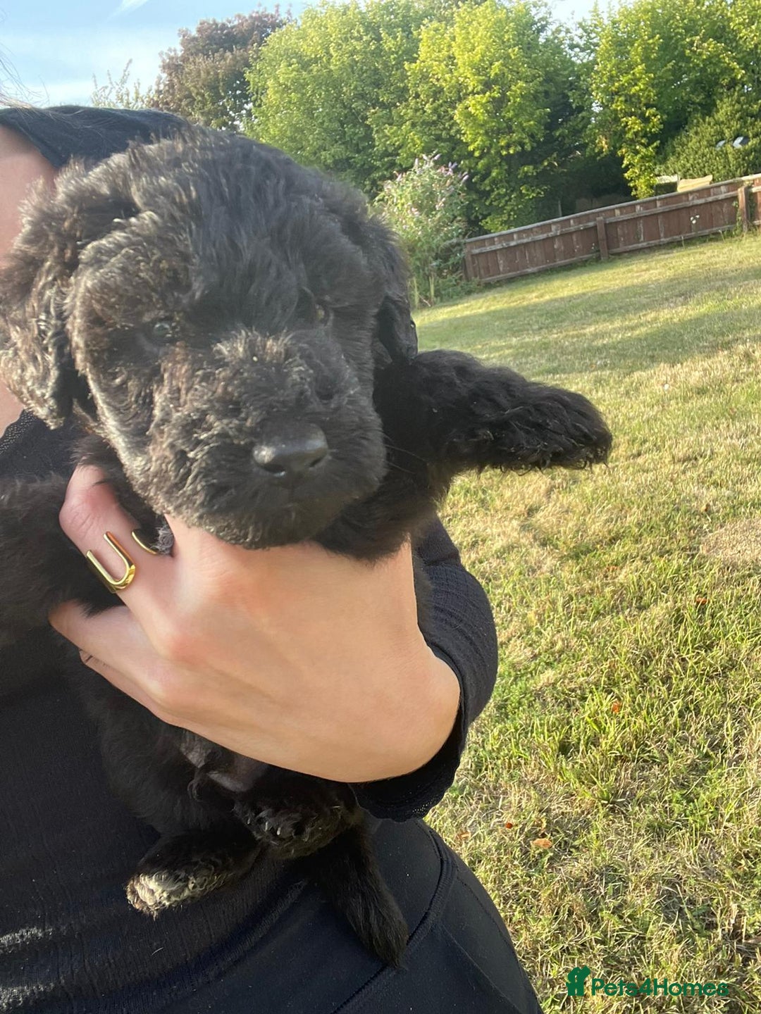 Mixed Breed dogs for sale: Foxypoo puppies for sale  - Image 14
