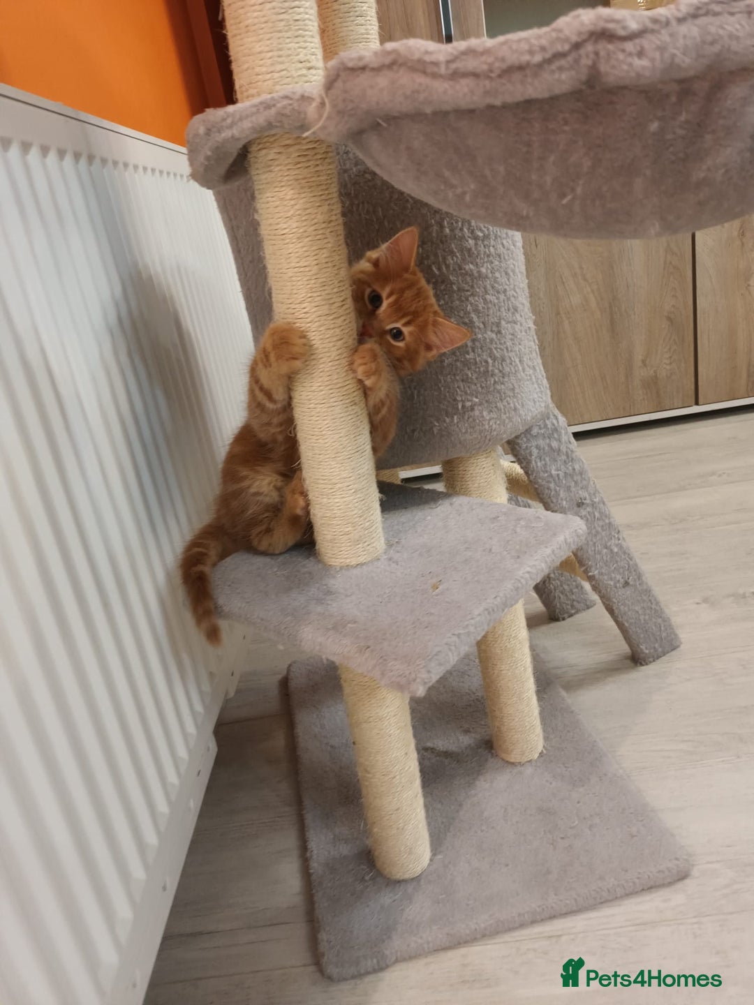 Mixed Breed cats for sale: Adorable kittens  - Advert 6