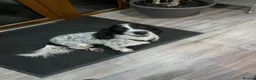 Cocker Spaniel dogs for sale: One very gorgeous boy - Advert 4