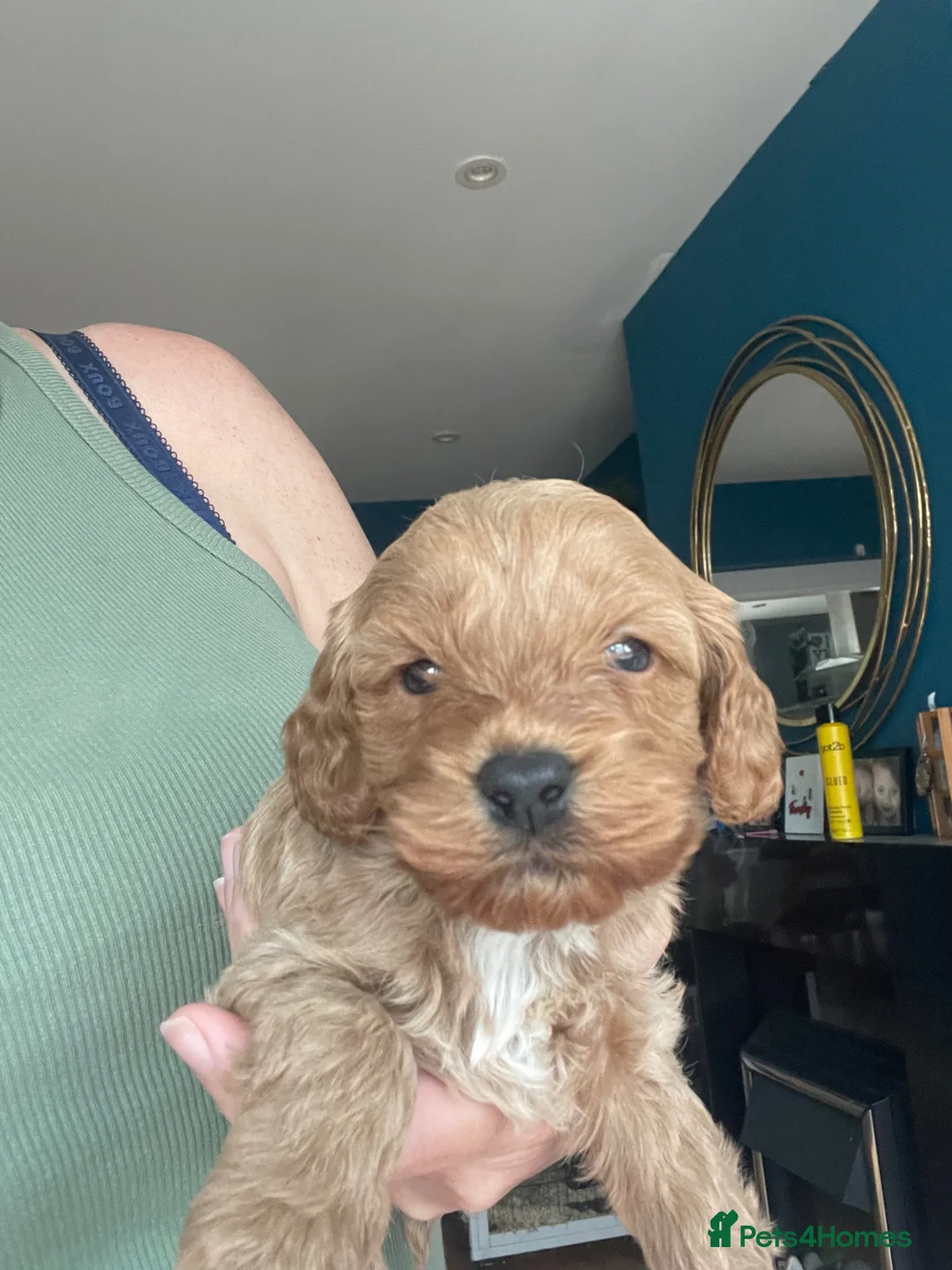 Cavapoo dogs for sale: Toy Cavapoo pups  - Advert 2