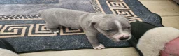 Staffordshire Bull Terrier dogs for sale: Blue staffy pups. Blue bronsen bloodline - Advert 24