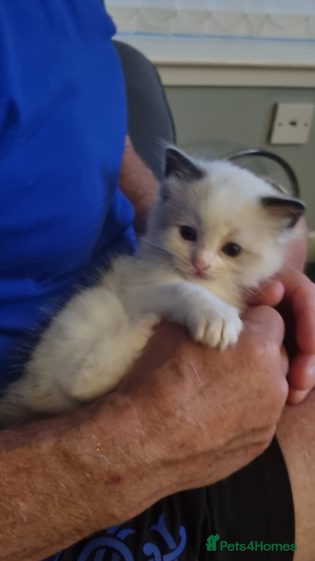 Ragdoll cats for sale: Ragdoll kittens  - Image 8