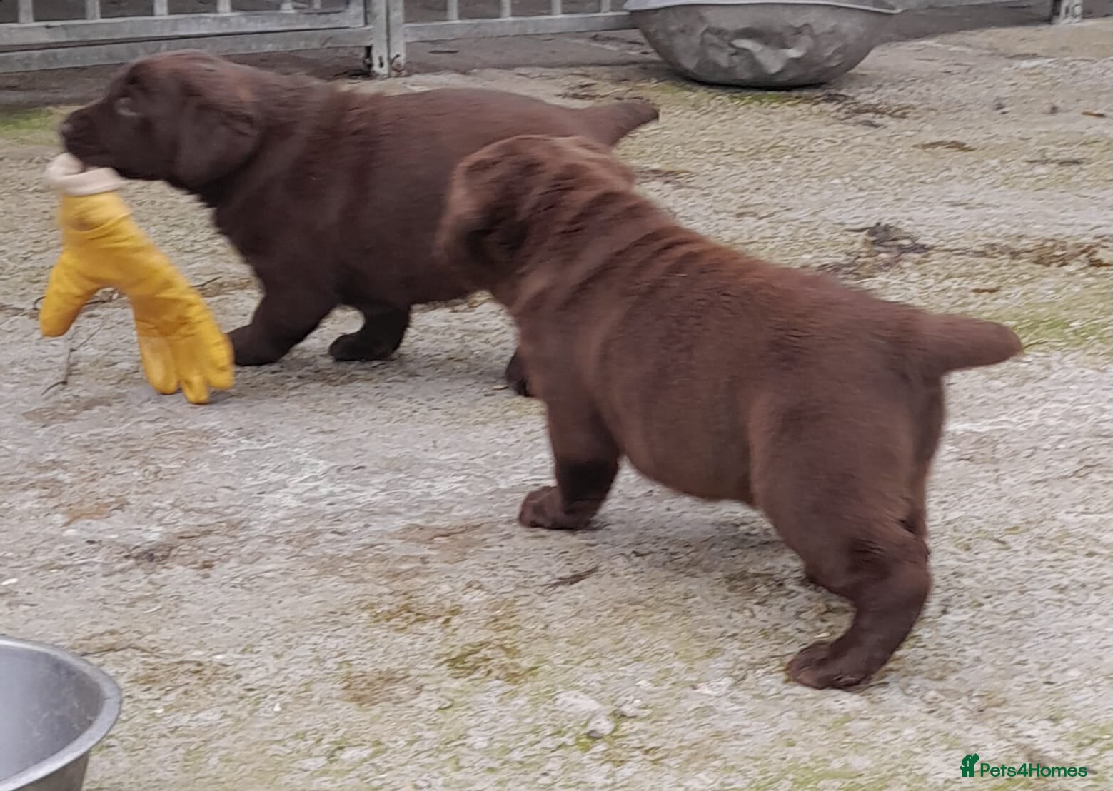Labrador Retriever dogs Chunky labrador pups - Advert 2