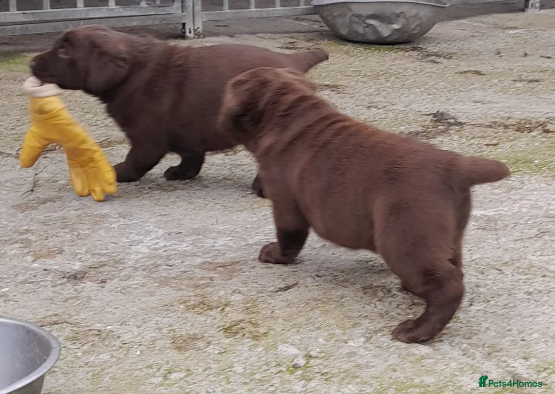 Labrador Retriever dogs for sale: Chunky labrador pups - Advert 2