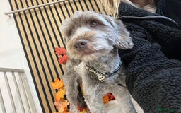 Cockapoo dogs for sale: Lovely adult cockerpoo, chocolate female 2yr okd - Image 2