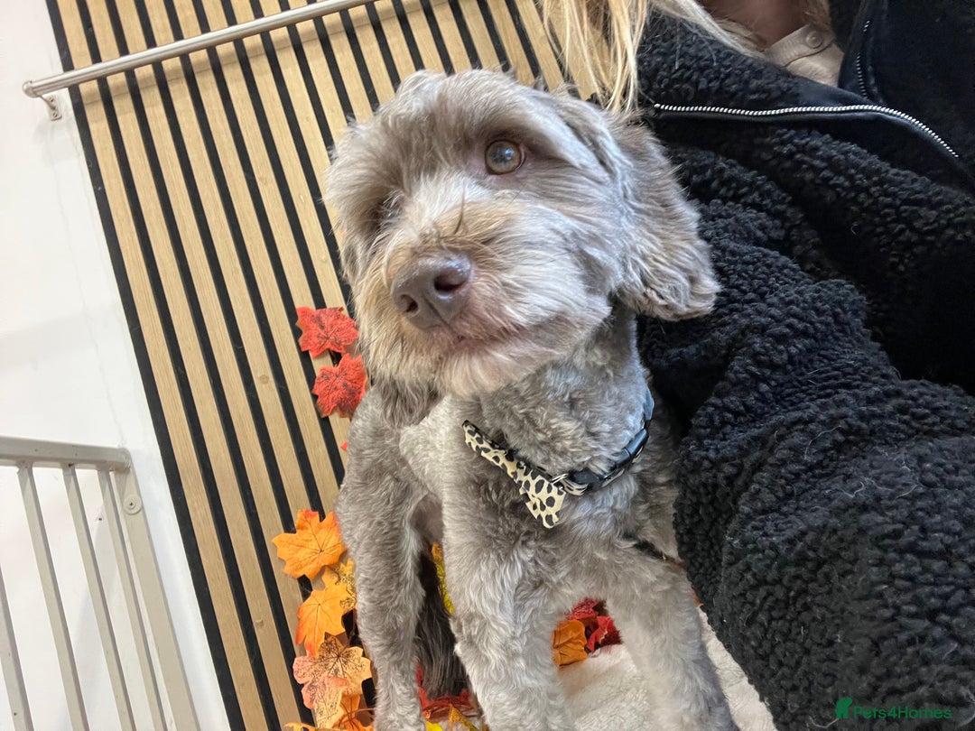 Cockapoo dogs for sale: Lovely adult cockerpoo, chocolate female 2yr okd - Image 2