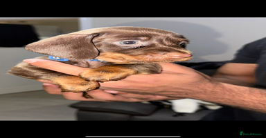 Miniature Dachshund dogs - Advert 13