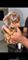 Miniature Dachshund dogs - Advert 15