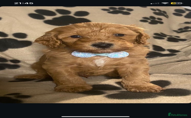 Cavapoochon dogs - Advert 7