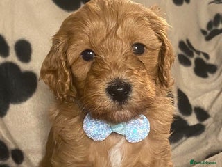 Cavapoochon dogs - Advert 4