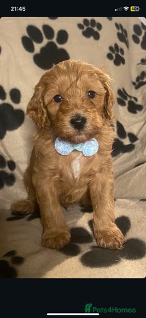 Cavapoochon dogs - Advert 6