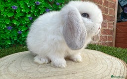 Mini Lop rabbits for sale: Stunning mini lops - Image 29