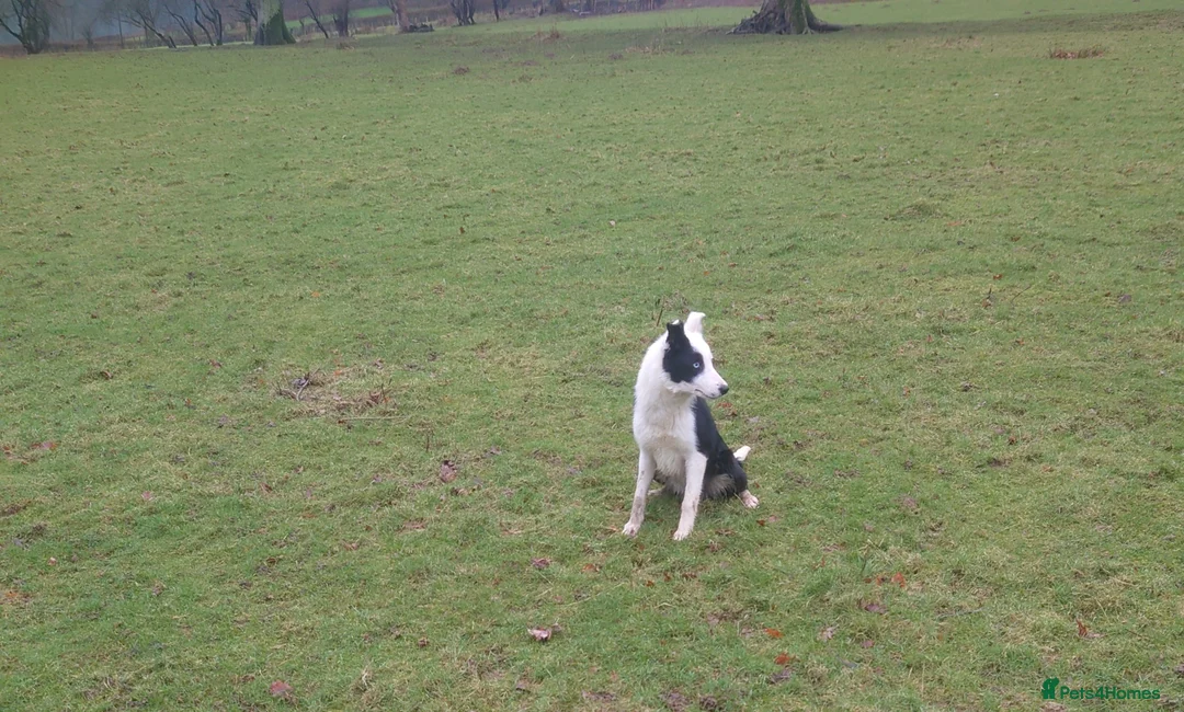 Border Collie dogs for sale: Border collie female for sale  - Advert 4