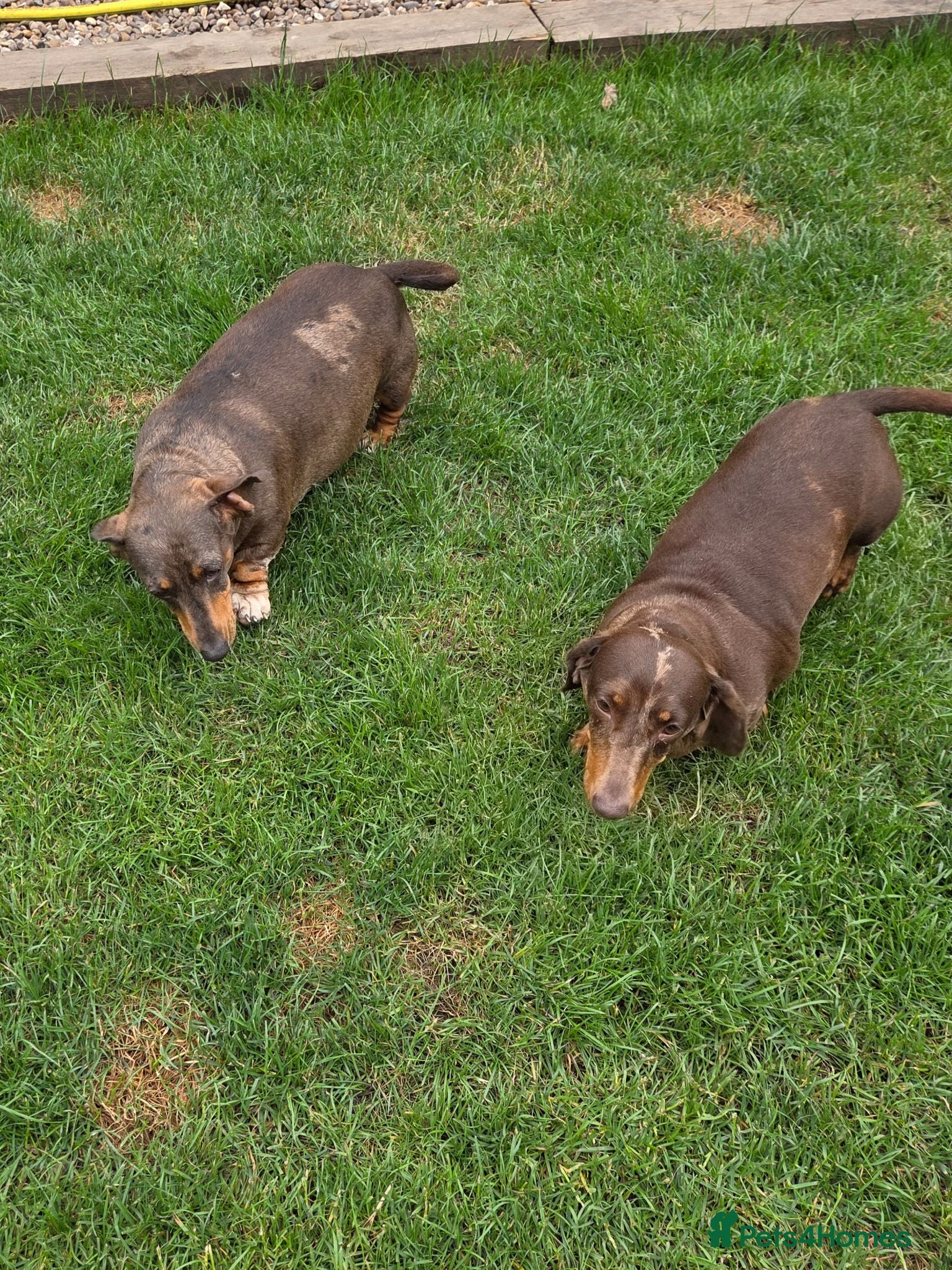 Miniature Dachshund dogs Kc registered min dachshunds bitches  - Advert 15