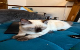 Ragdoll cats for sale: Ragdoll kittens for sale  - Image 6