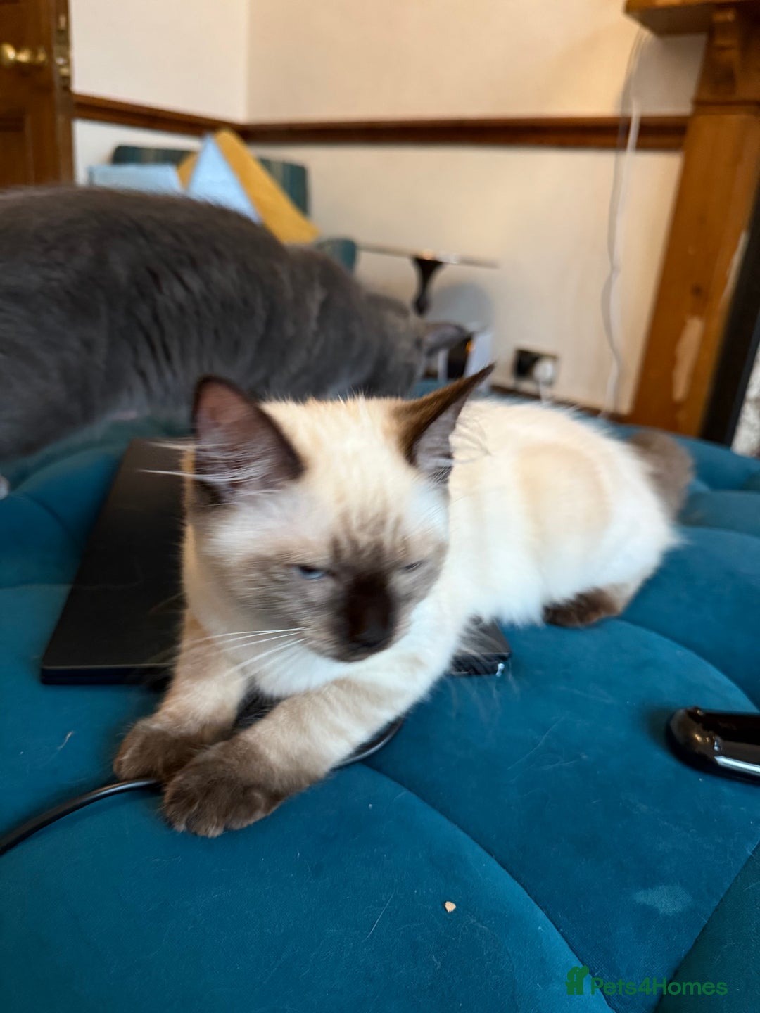 Ragdoll cats for sale: Ragdoll kittens for sale  - Image 6