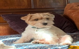 Jack Russell dogs for stud: Super KC Reg Health Tested Jack Russell  - Image 1