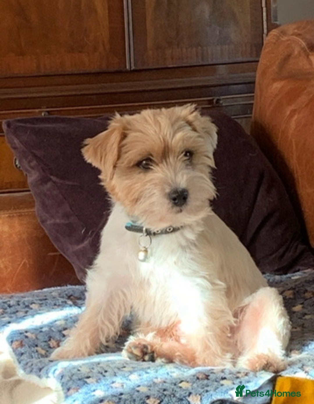 Jack Russell dogs for stud: Super KC Reg Health Tested Jack Russell  - Image 1