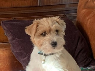 Jack Russell dogs - Advert 13
