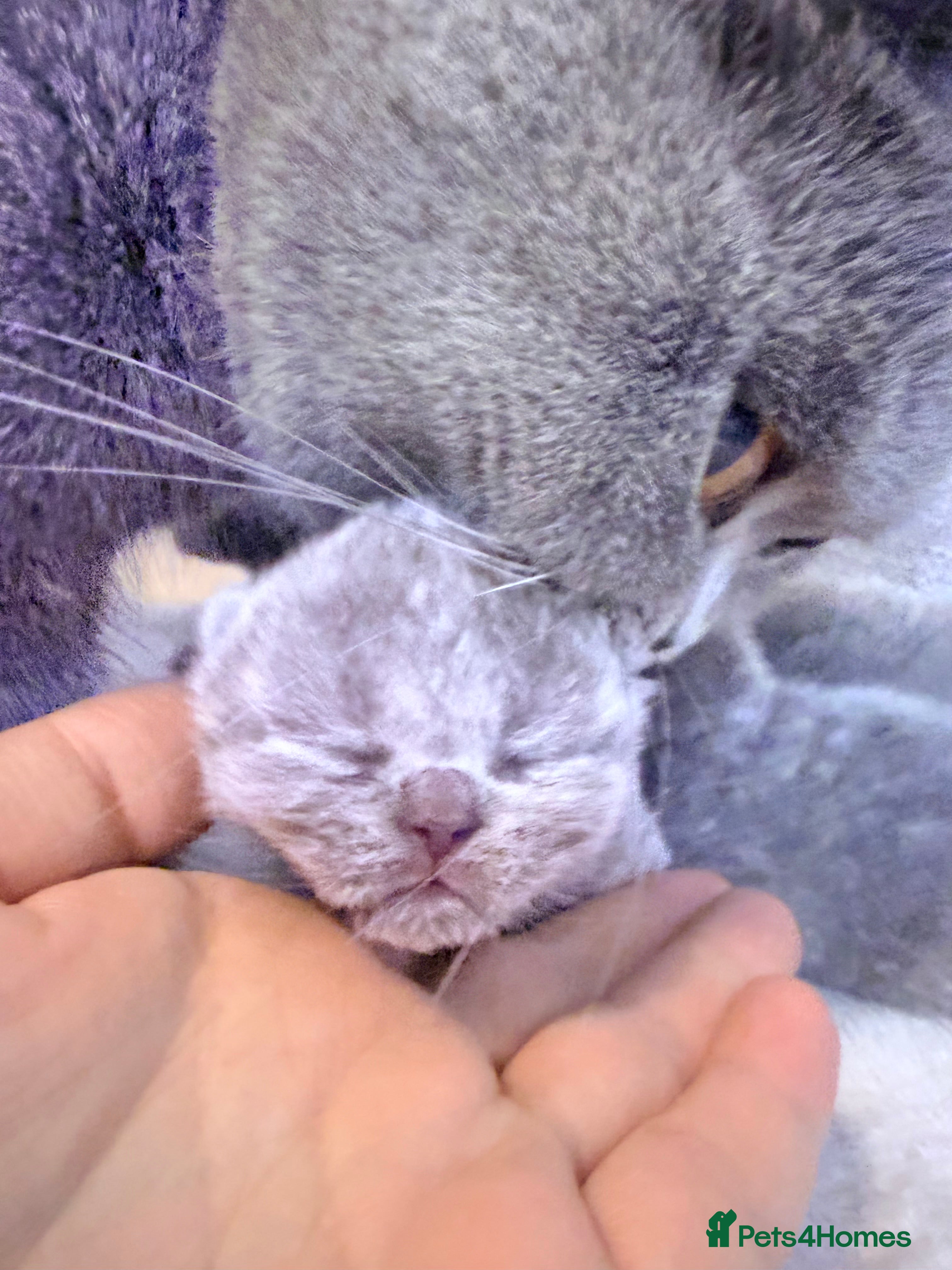 British Shorthair cats 100% Pure Pedigree Champion line Bsh Reg. Kitten - Advert 15