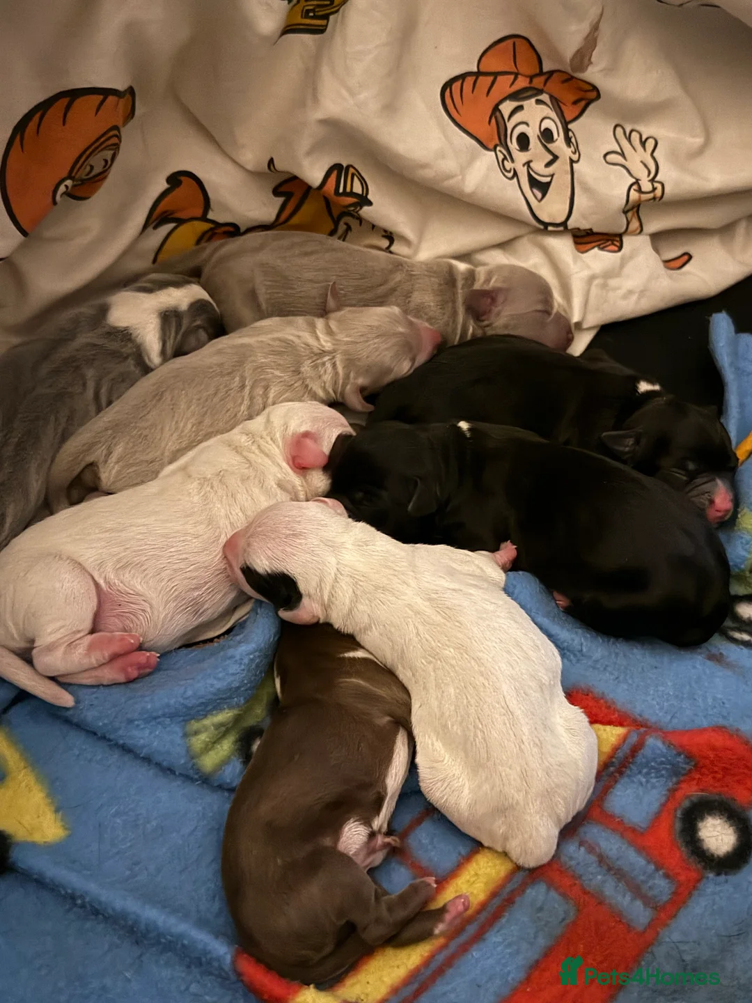Mixed Breed dogs for sale: French bulldog/ cocker spaniel Just born  - Advert 2