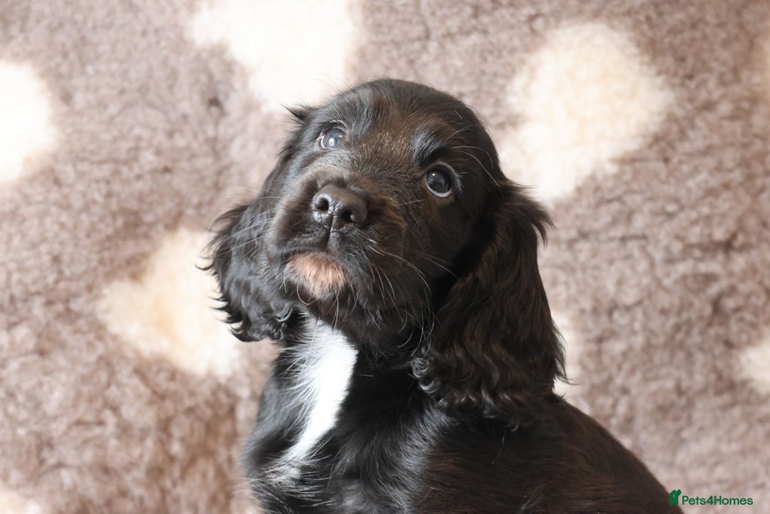 Cocker Spaniel dogs for sale: LAST BLACK COCKER SPANIEL BOY REDUCED - Image 5