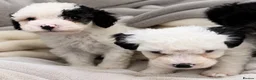Maltipoo dogs for sale: Toy maltipoo puppies - Advert 11