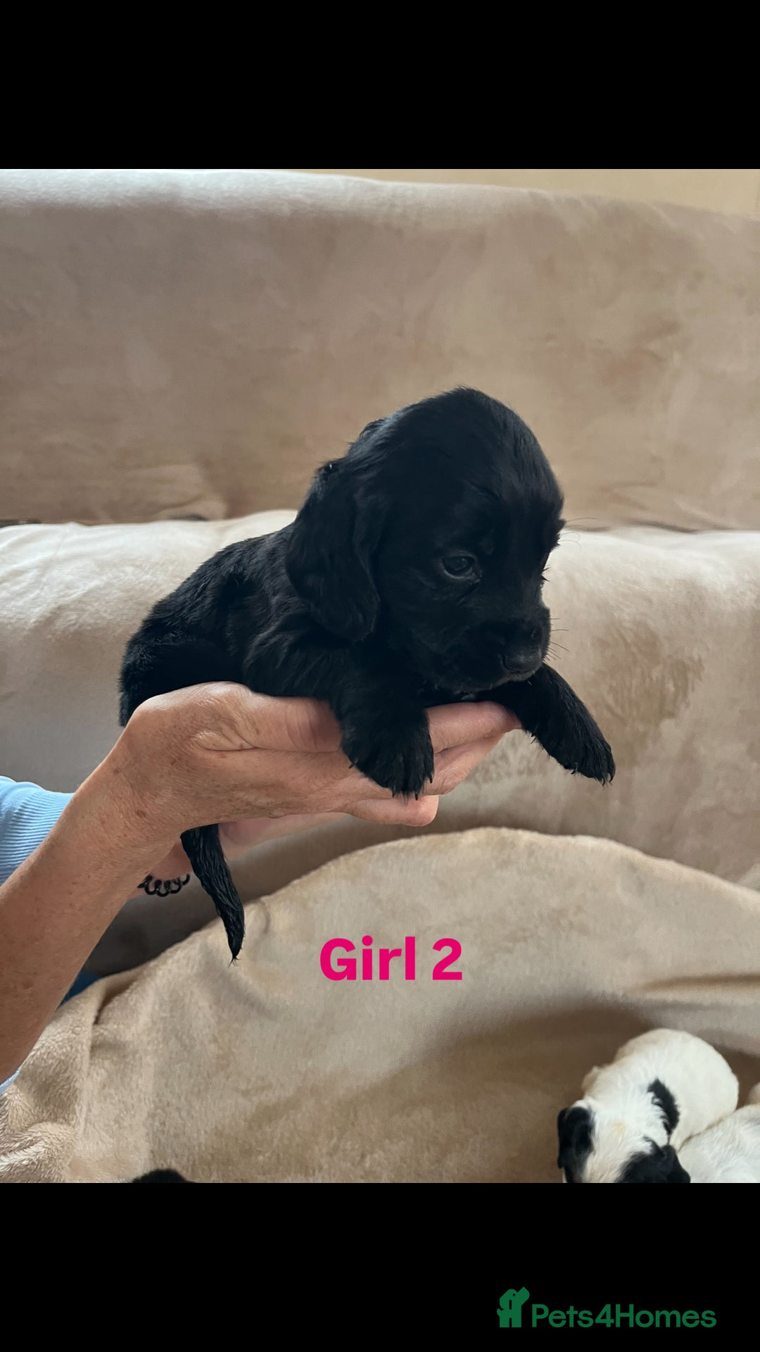 Cocker Spaniel dogs for sale: Cocker spaniel puppies for sale 🤩🐶 - Image 8