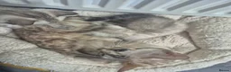Bengal cats for sale: RARE Snow lynx Clouded glittery bengal kittens in Bishop Auckland - Advert 12