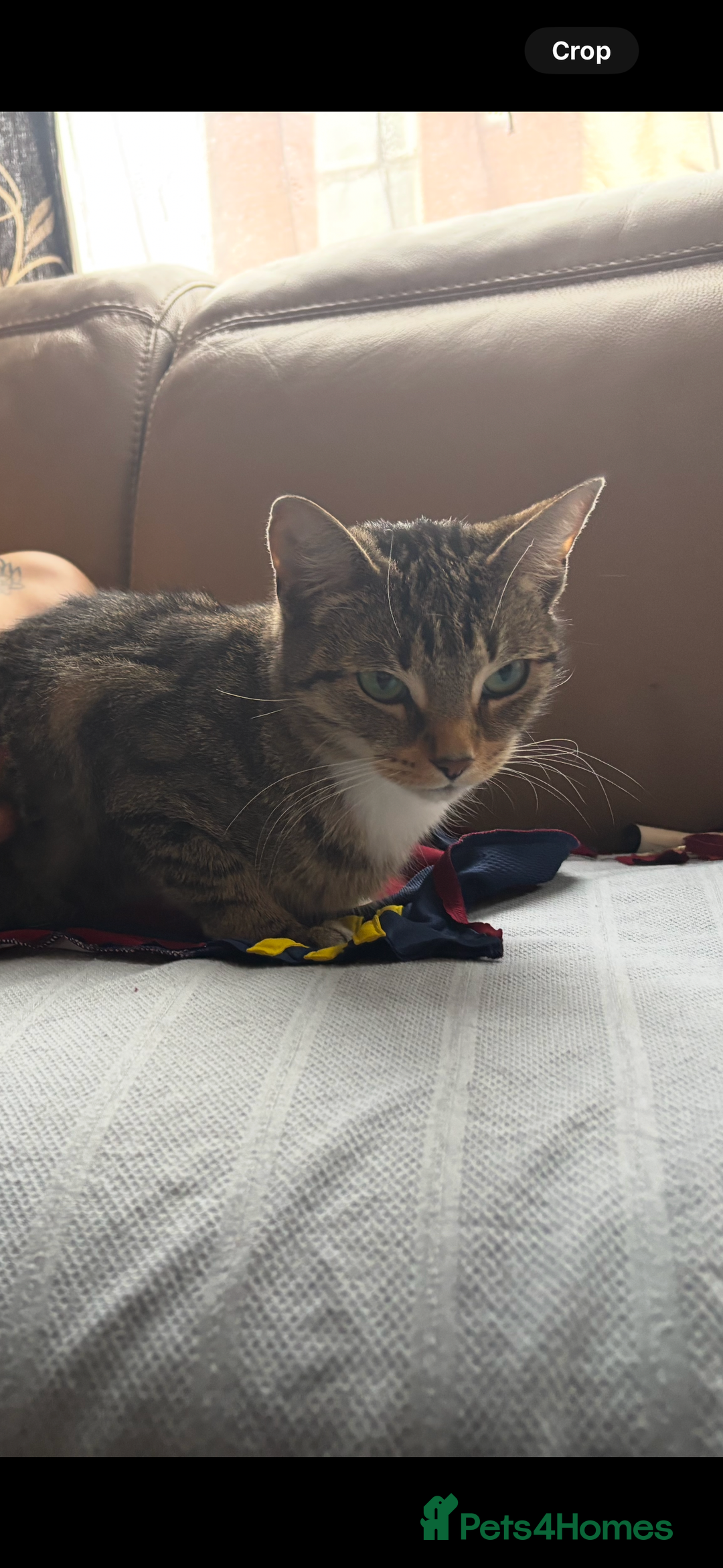 British Shorthair cats for sale: Home needed urgently  - Advert 3