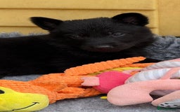 German Shepherd dogs for sale: GSD Puppies, straight back  - Image 4
