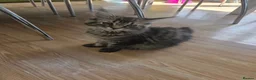 Maine Coon cats for sale: Ready now adorable maine coon Kittens 4bs & 1g - Advert 4