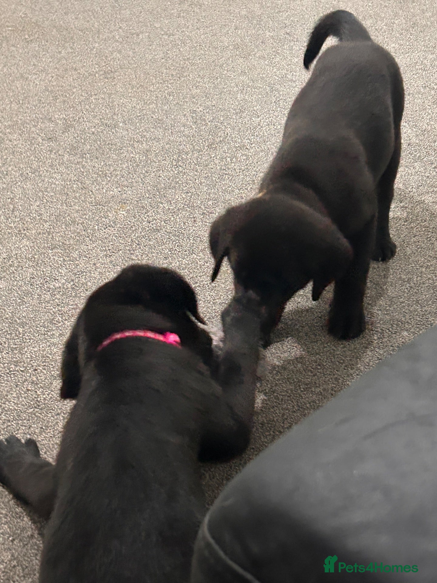 Sheprador dogs Ready now lab x German shepherd pups - Advert 2