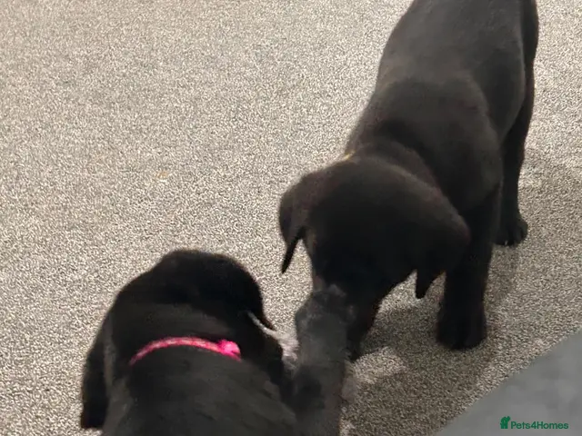 Sheprador dogs for sale: Ready now lab x German shepherd pups - Advert 2