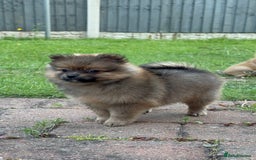 Pomeranian dogs for sale: 5 BEAUTIFUL TEDDY TYPE FOXY POMERANIANS - Image 8