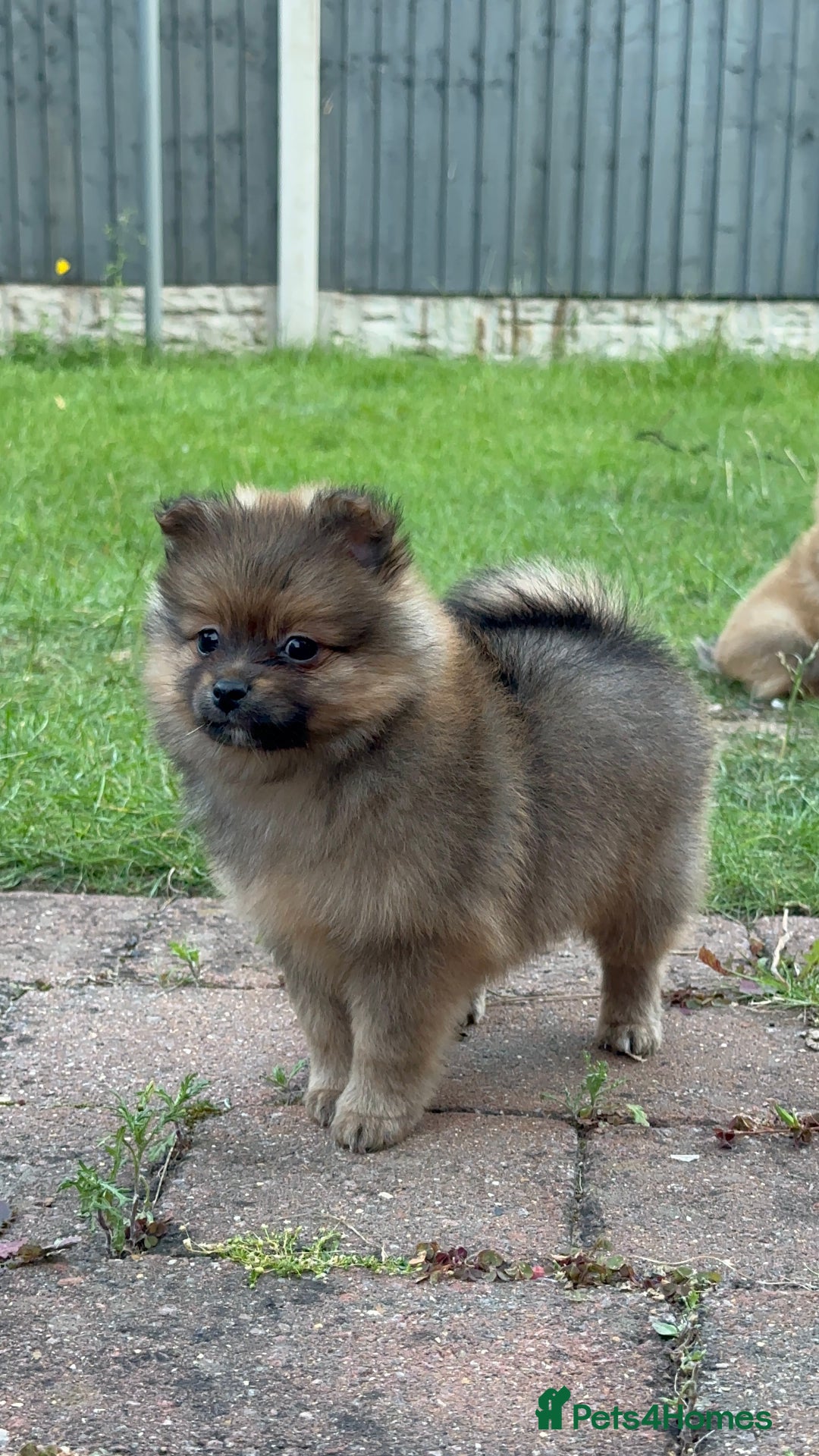Pomeranian dogs for sale: 5 BEAUTIFUL TEDDY TYPE FOXY POMERANIANS - Image 8
