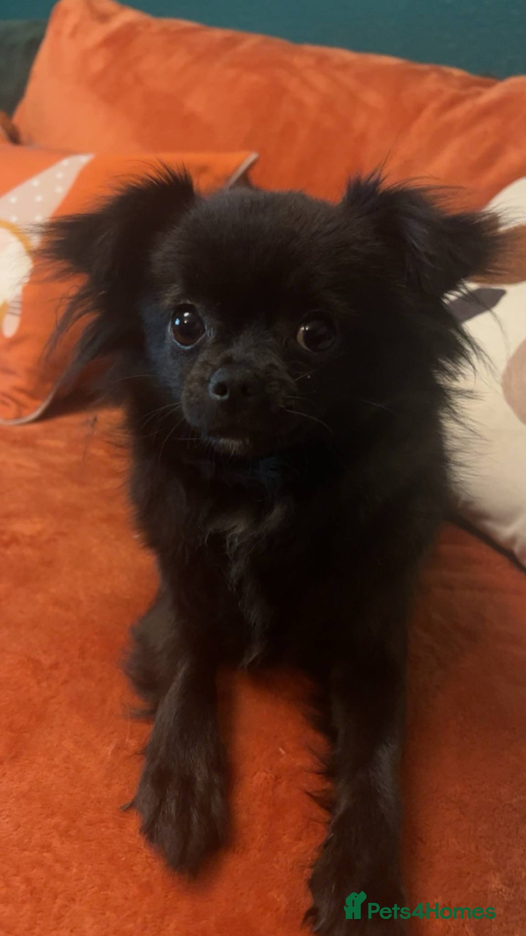 Chihuahua dogs for sale: Chihuahua puppies for sale - Advert 9