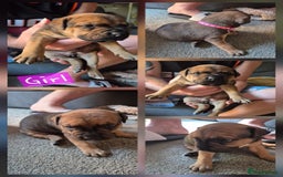 Mixed Breed dogs for sale: Staffie cross sharpei  - Image 11