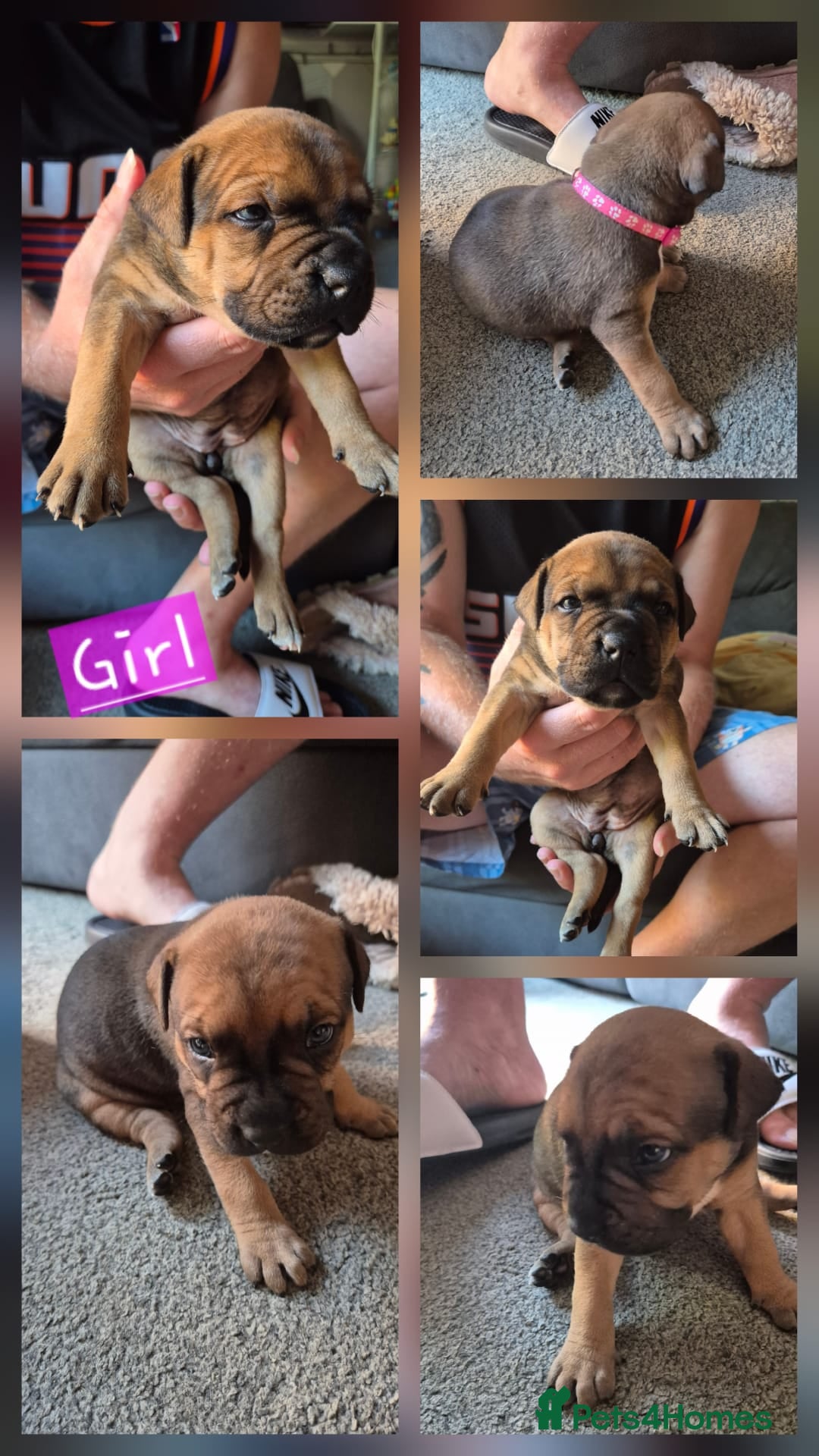 Mixed Breed dogs for sale: Staffie cross sharpei  - Image 11