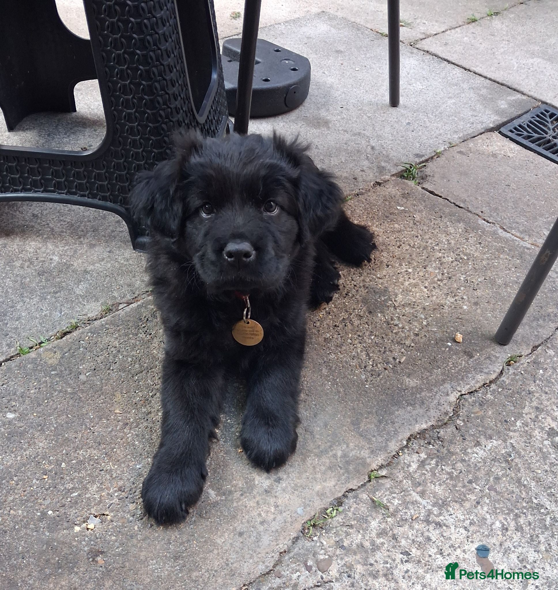 Mixed Breed dogs Puppy max - Advert 17