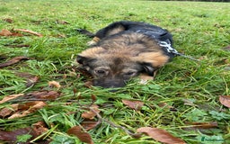 Mixed Breed dogs for adoption: Meet Little BEAR, a Lovely but naughty Boy... - Image 35