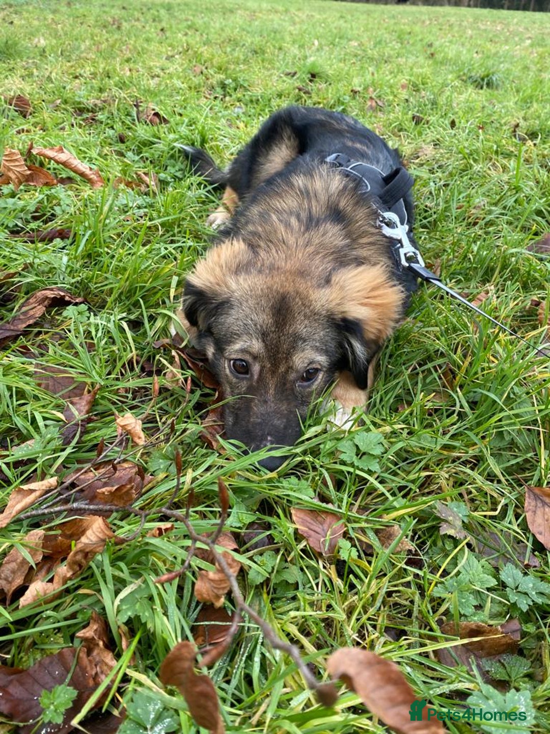 Mixed Breed dogs for adoption: Meet Little BEAR, a Lovely but naughty Boy... - Image 35