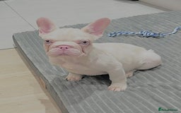 French Bulldog dogs for sale: High DNA French bulldog Male & Females  - Image 22
