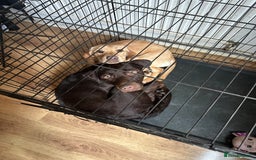 Labrador Retriever dogs for sale: Koda and Meave  - Image 1