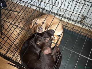 Labrador Retriever dogs - Advert 1