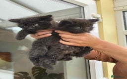 Maine Coon cats for sale: Maine coon xxx - Image 9