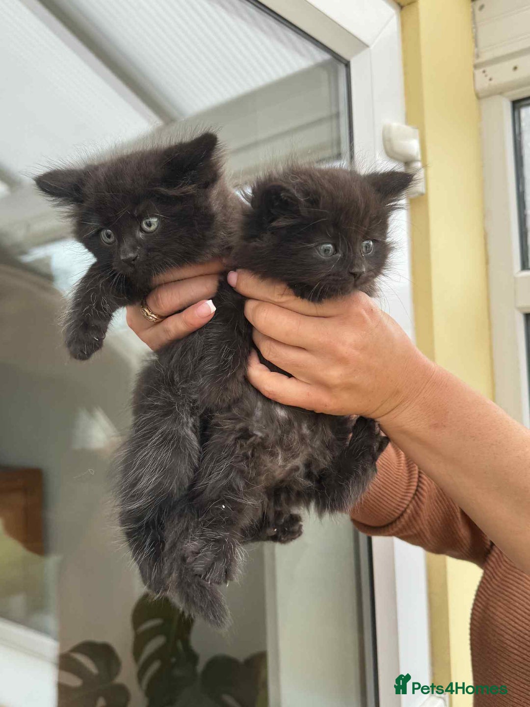 Maine Coon cats for sale: Maine coon xxx - Image 9